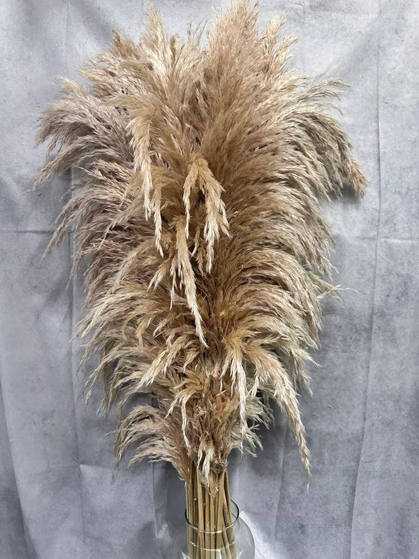 Pluma Natural Seca