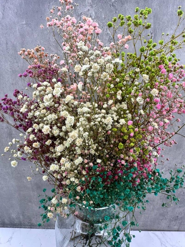 Gypsophila Press Mix