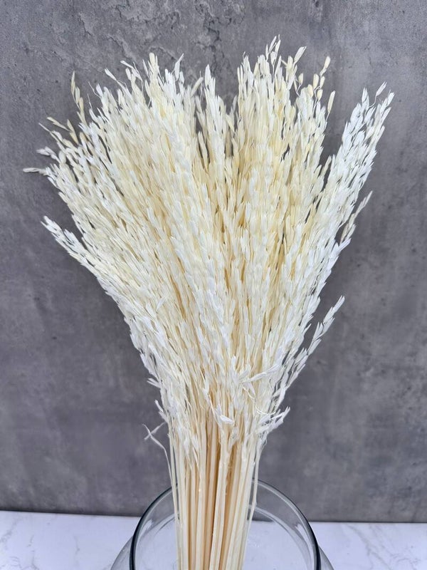 Oriza Press Blanca