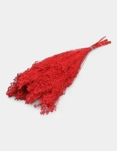 Broom preservado