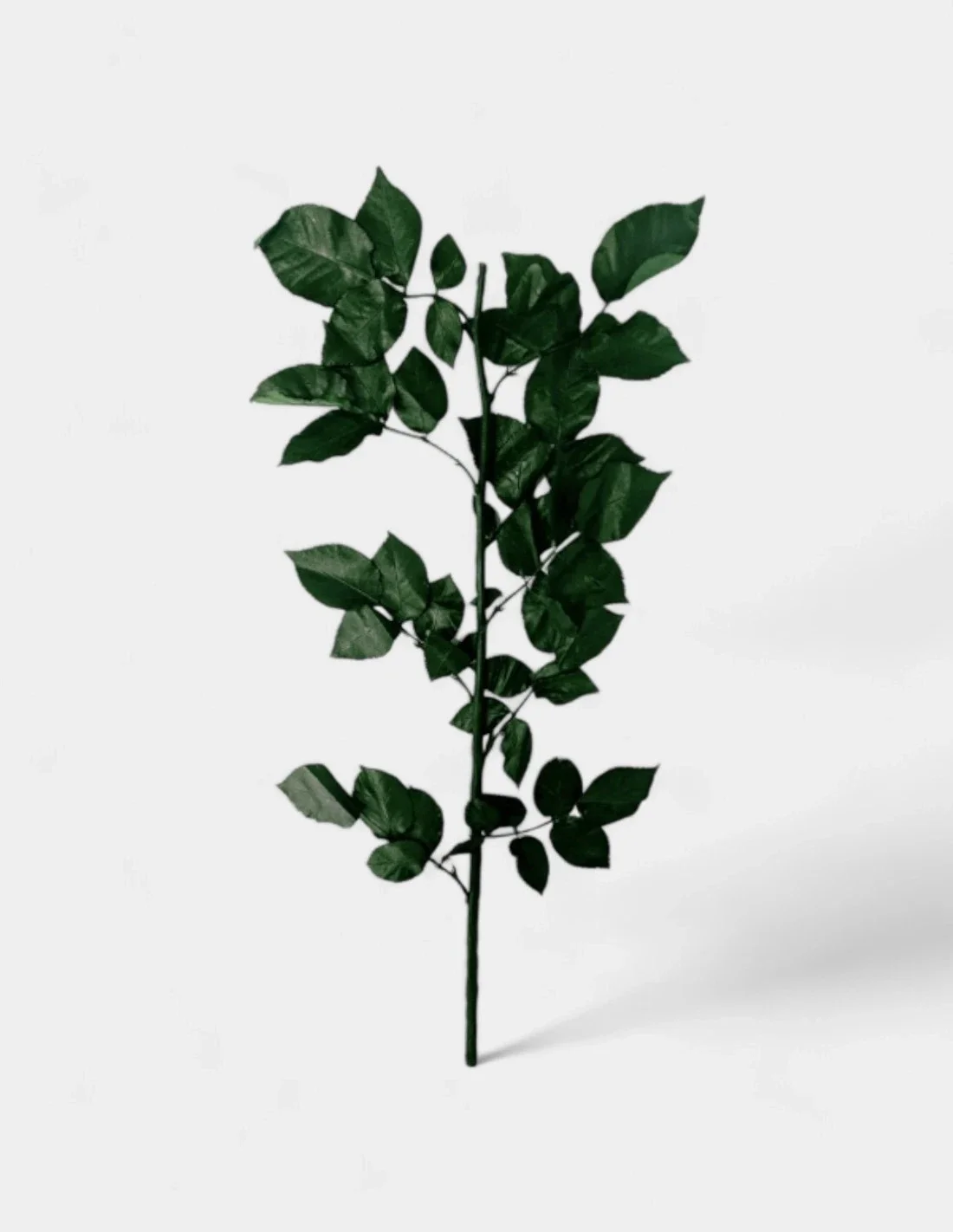 Tallo de rosa preservado