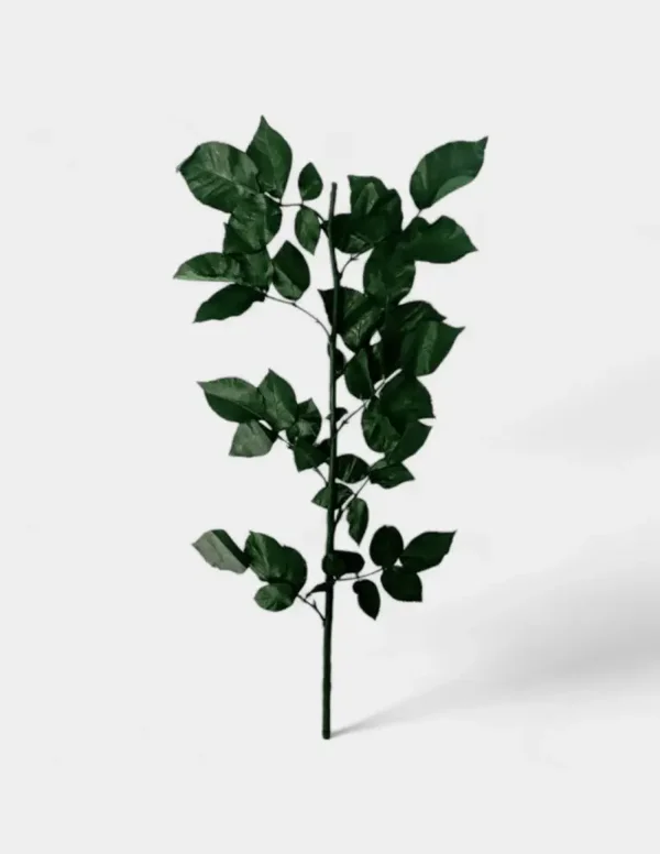 Tallo de rosa preservado