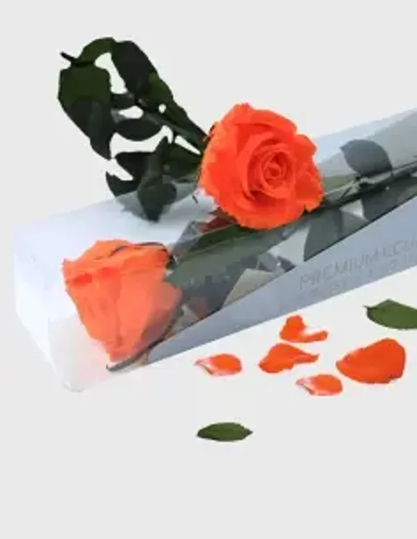 Rosa preservada tallo 55 cm
