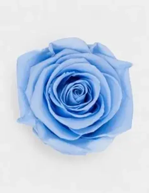 Cabeza de rosa preservada
