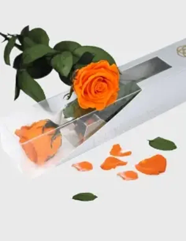 Rosa preservada con tallo 35 cm