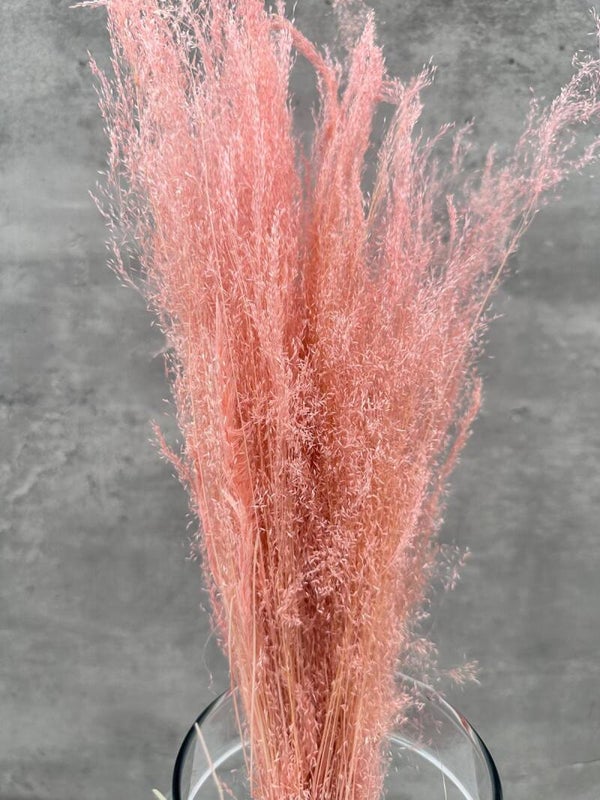 Agrostis Rosa Claro