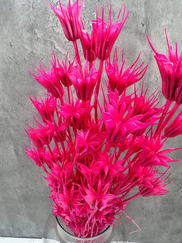 Nigella Orientalis Fucsia