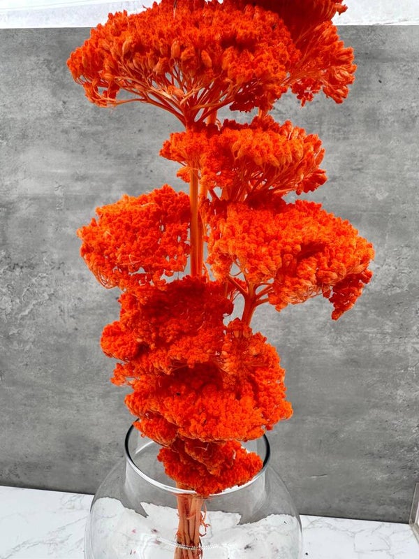Achillea Filipendulina Naranja