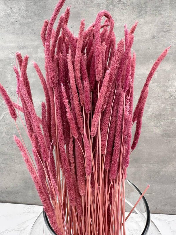 Phleum Press Rosa Claro