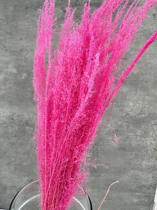 Agrostis Rosa Fuerte