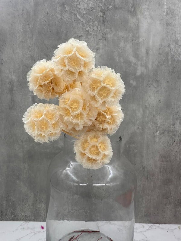 Escabiosa Blanca