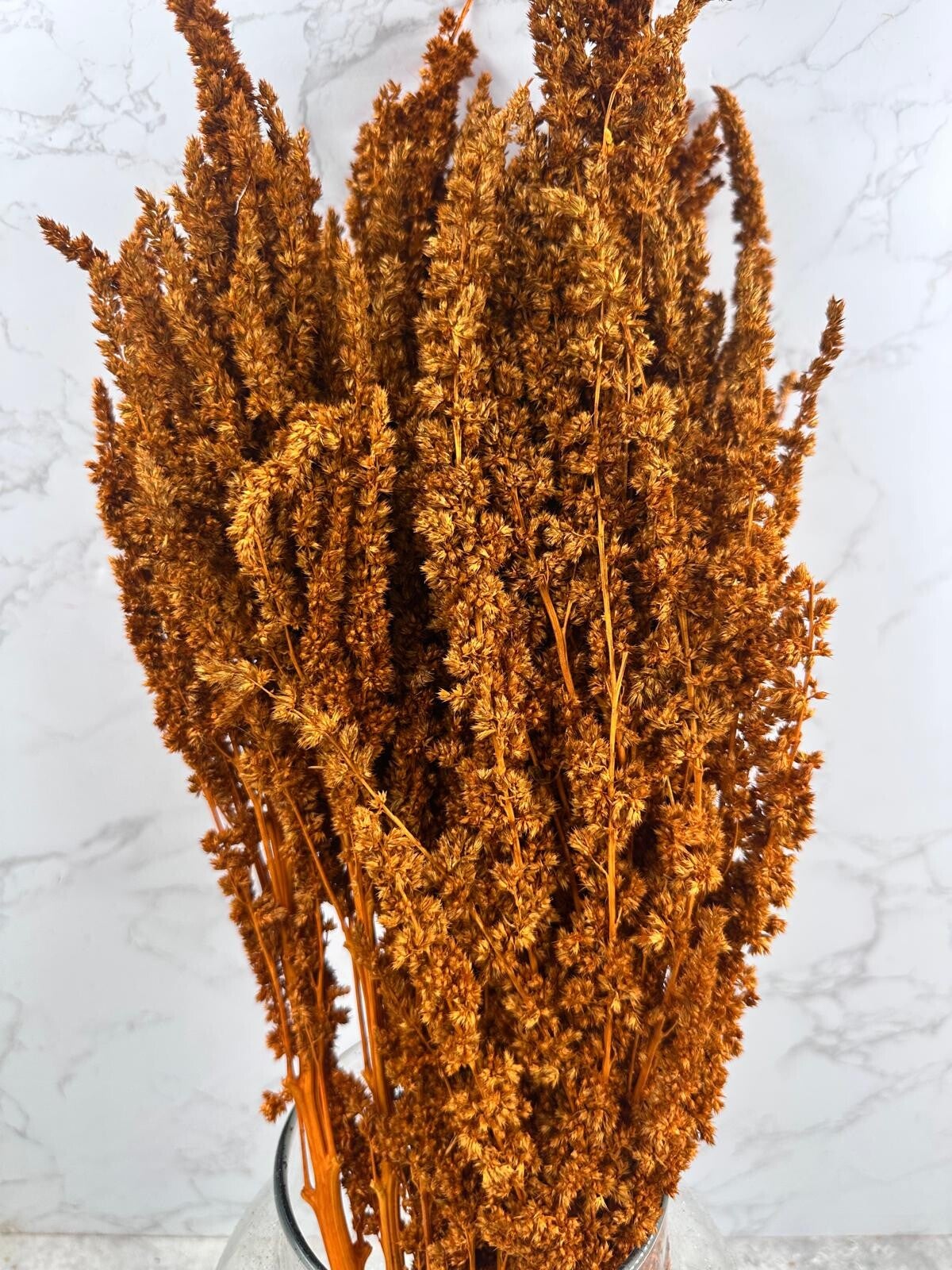 Amaranthus Recto Press Naranja