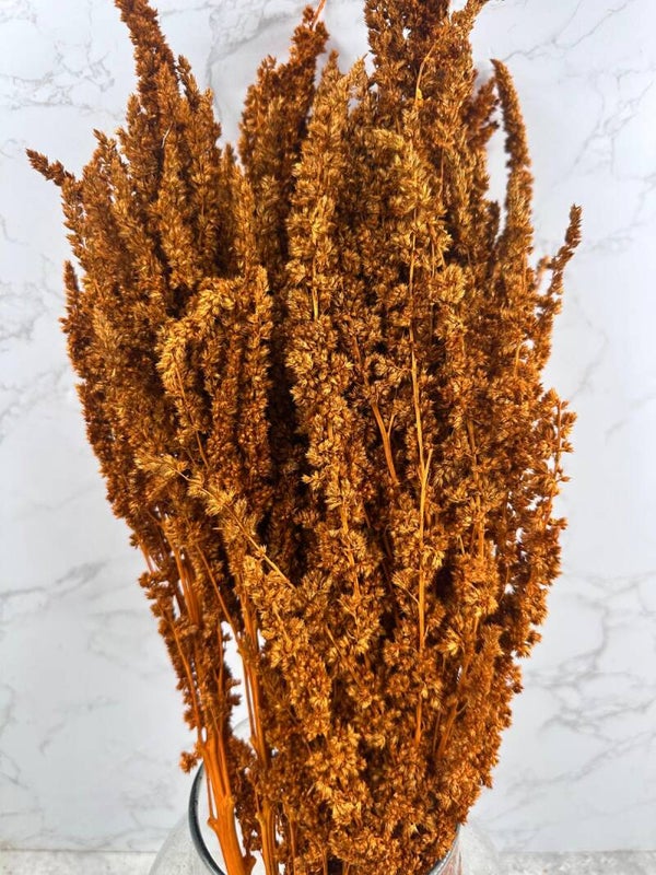 Amaranthus Recto Press Naranja