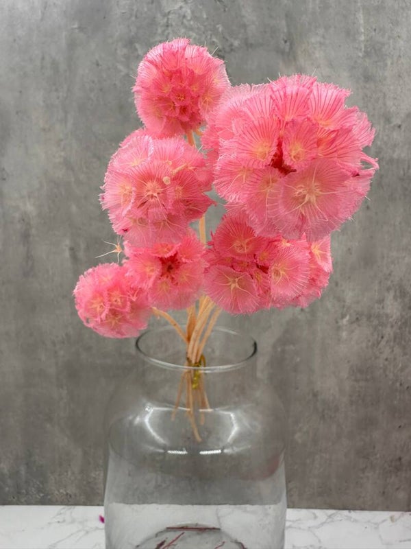 Escabiosa Rosa