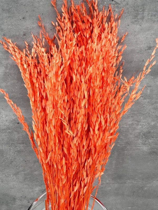 Oriza Press Naranja