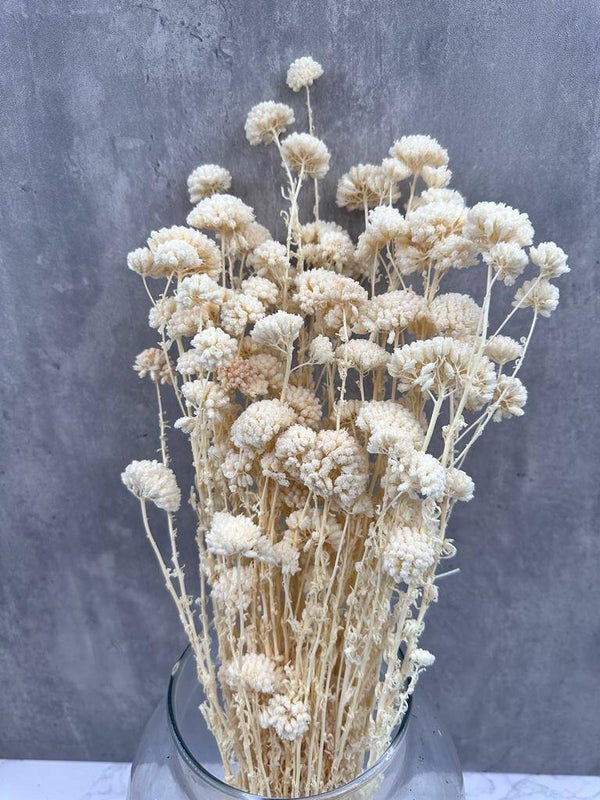 Achillea Silvestre Blanca