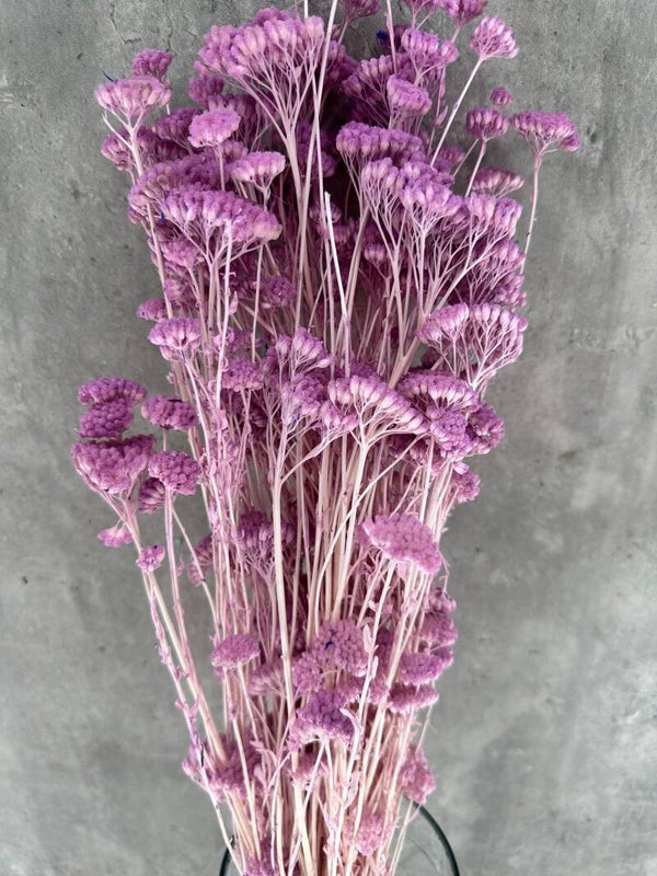 Achillea Silvestre Lila Claro