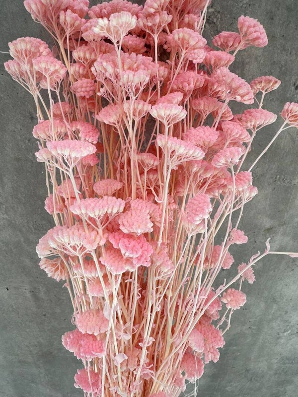 Achillea Silvestre Rosa