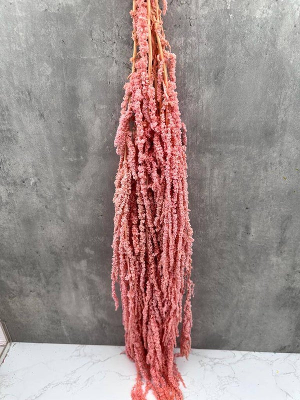 Amaranthus Caudatus Press Rosa
