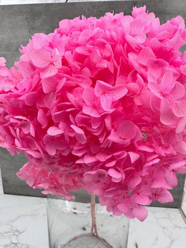 Hydrangea Cabeza Press Rosa Oscura