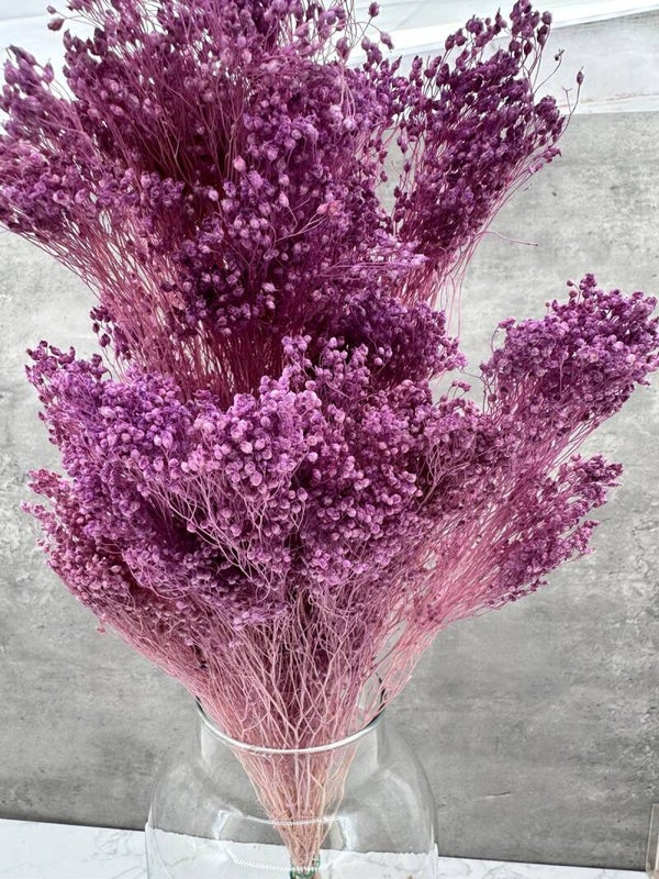 Brooms Blooms Morado