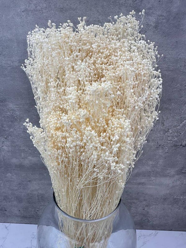 Brooms Blooms Blanco