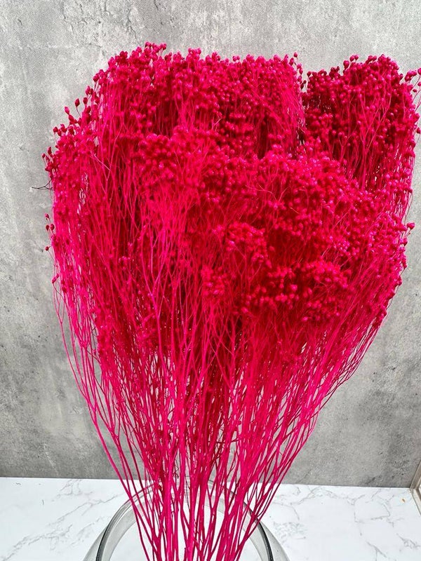 Brooms Blooms Fucsia