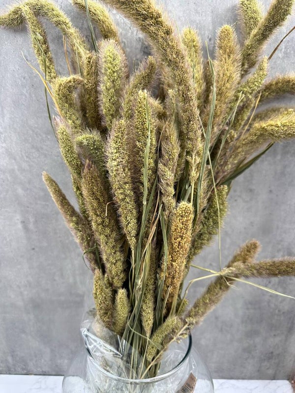 Setaria Natural