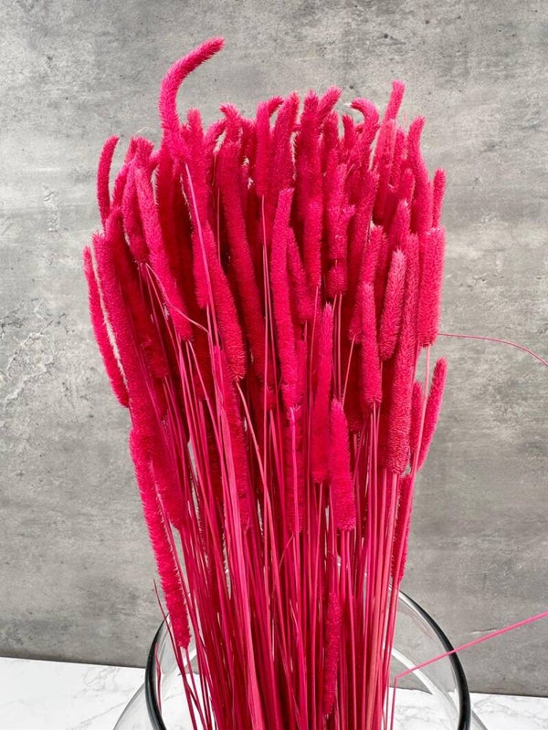 Phleum Press Fucsia