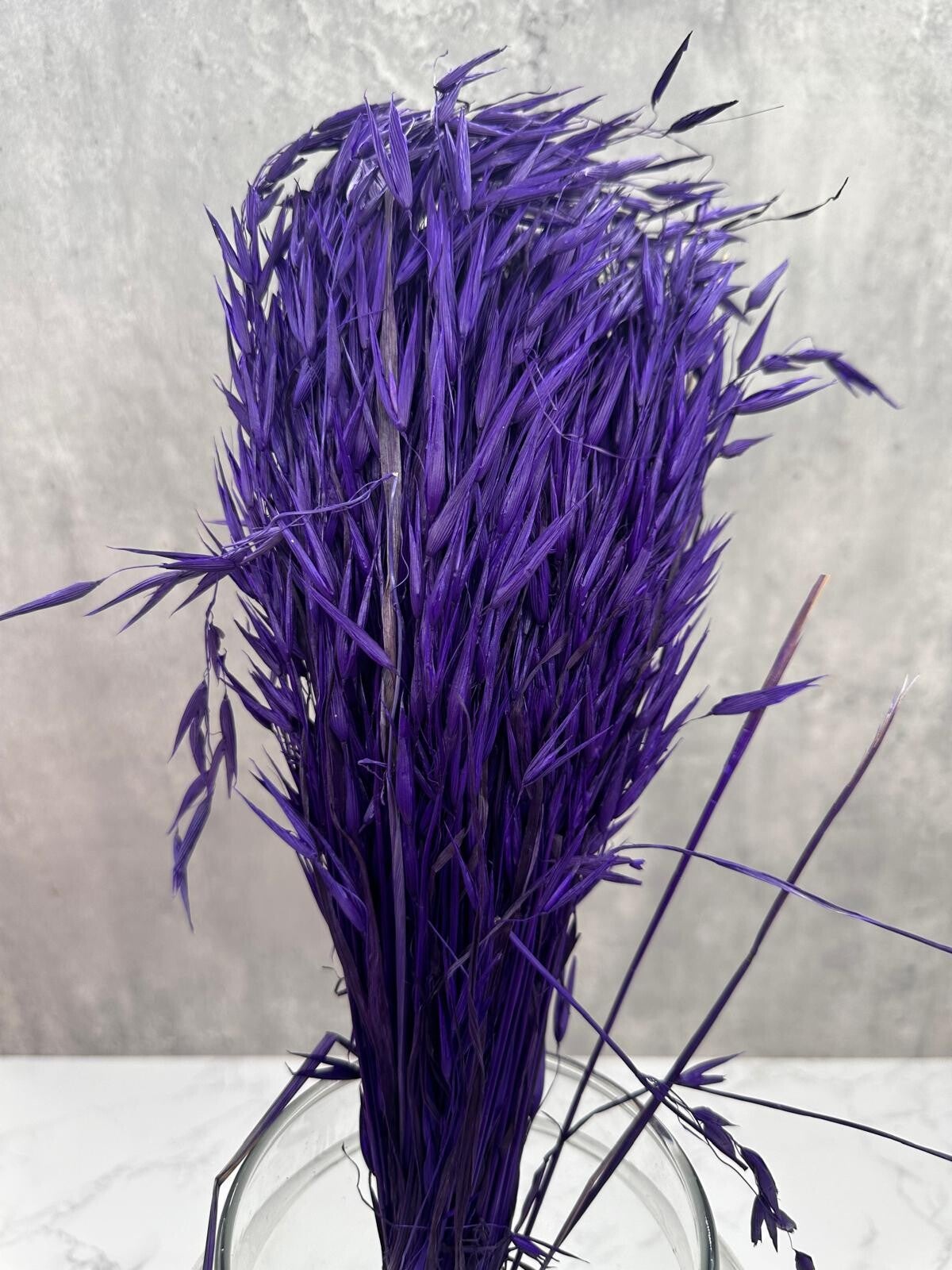 Avena Sativa Morada