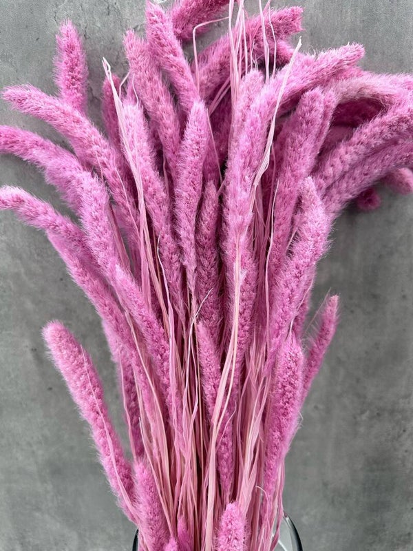 Setaria Rosa