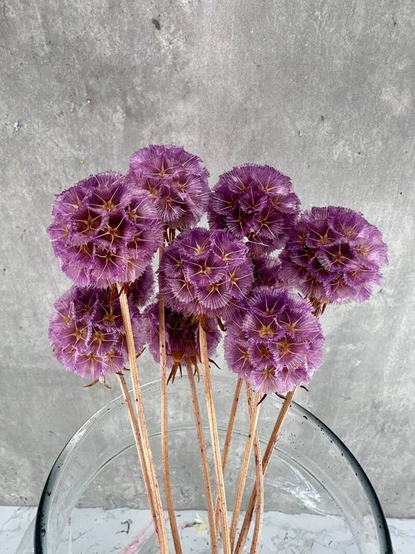 Escabiosa Morada
