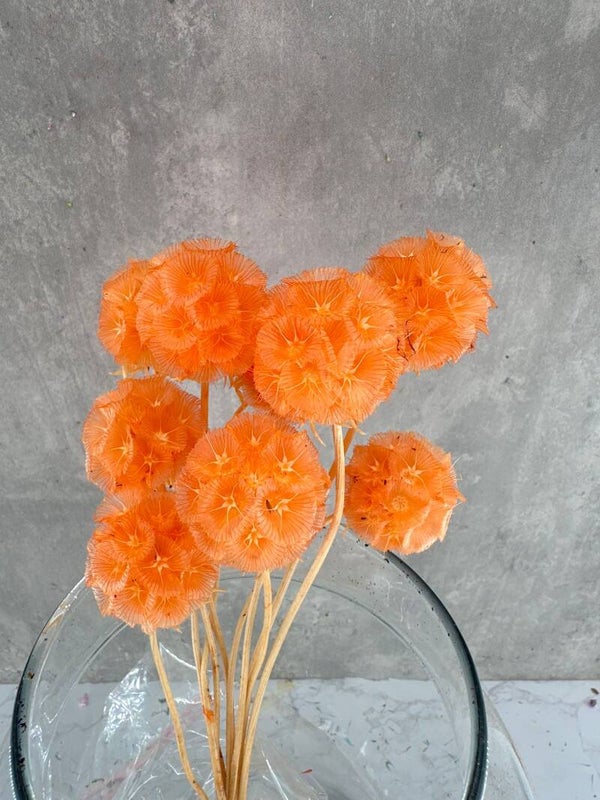 Escabiosa Naranja