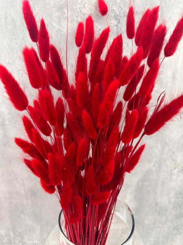 Lagurus Rojo