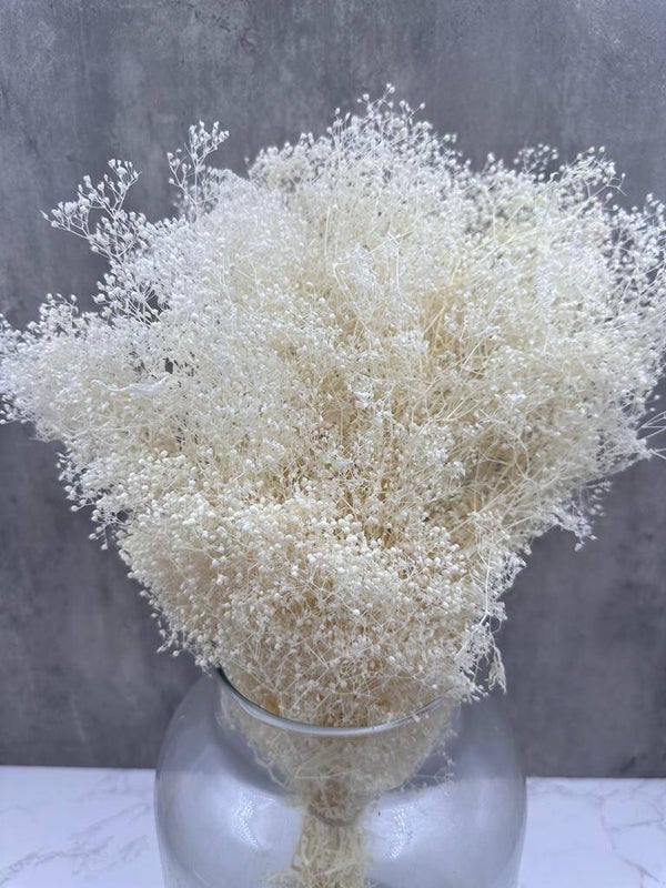 Gypsophila Mini Press Blanca