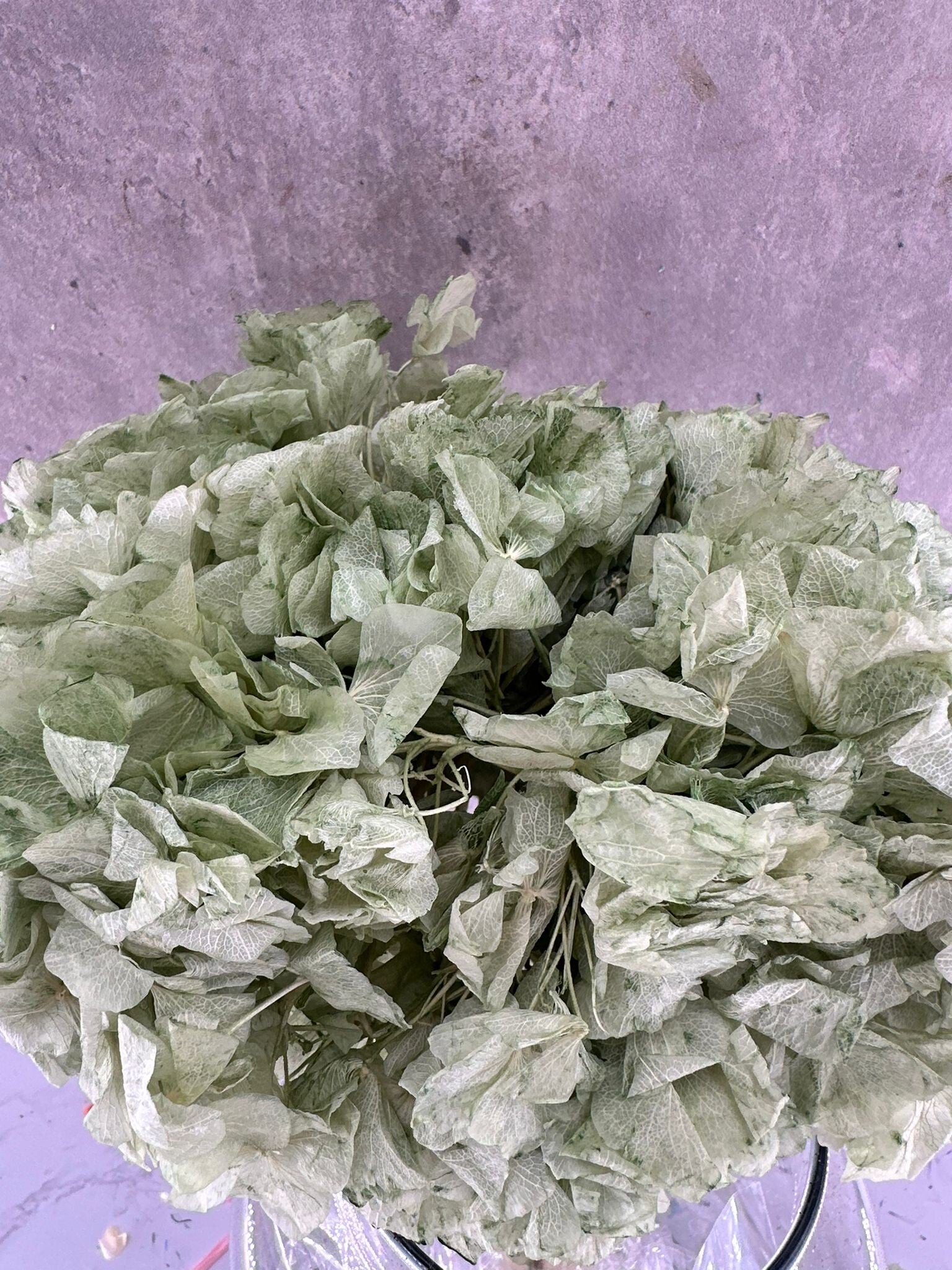 Hortensia Press Verde Agua