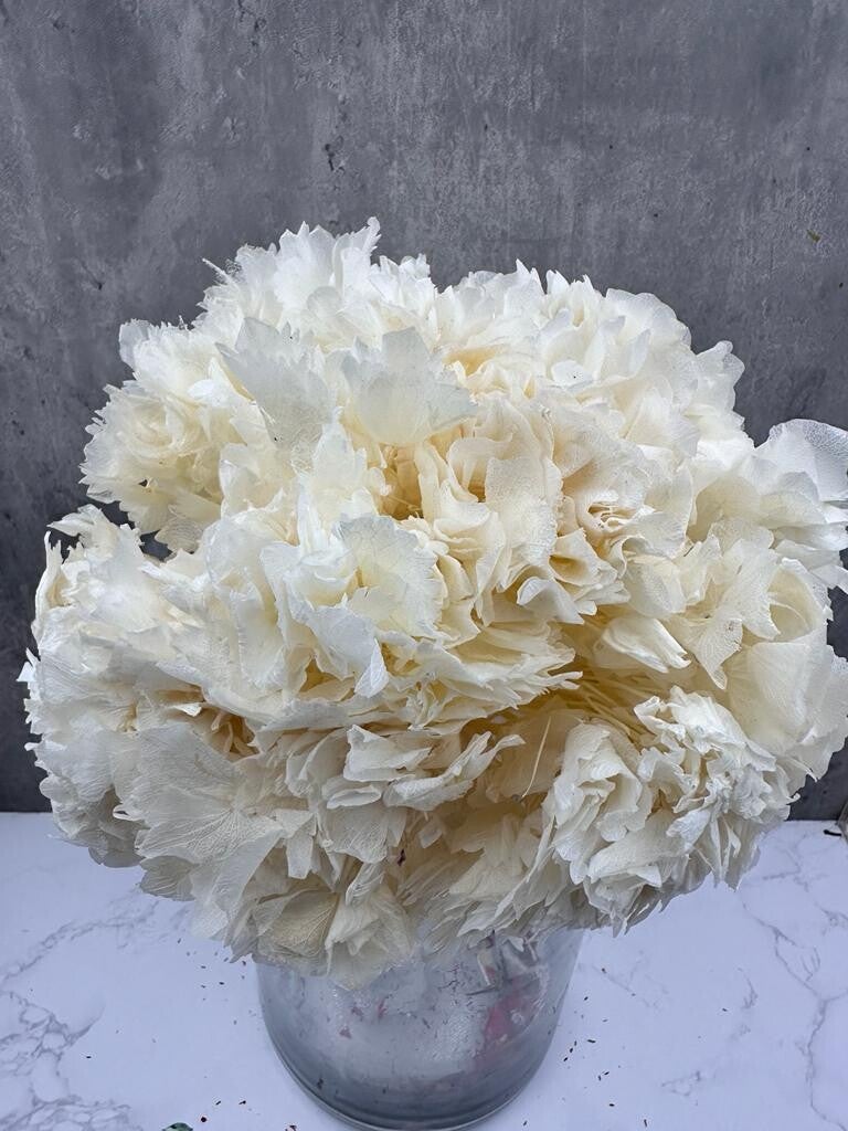 Hortensia Press Blanca