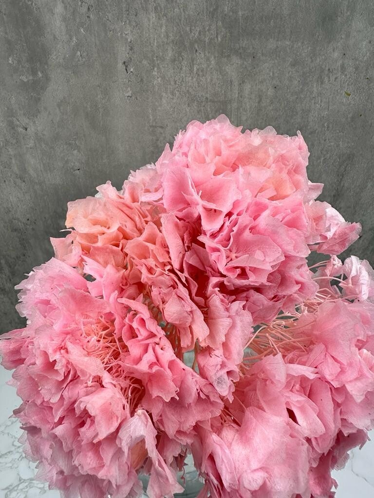 Hortensia Press Rosa
