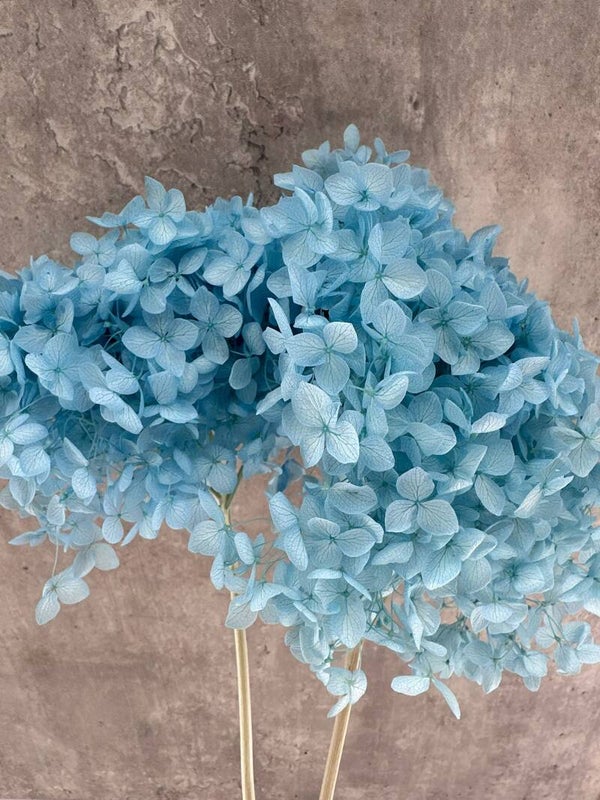 Hydrangea Cabeza Press Celeste