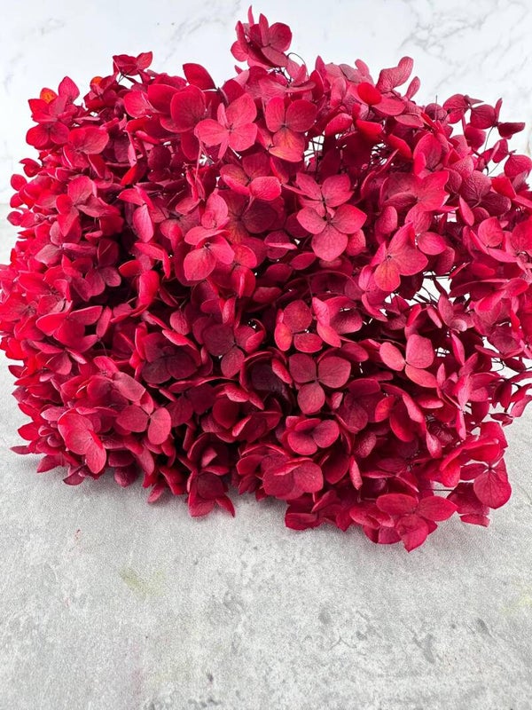 Hydrangea Cabeza Press Granate