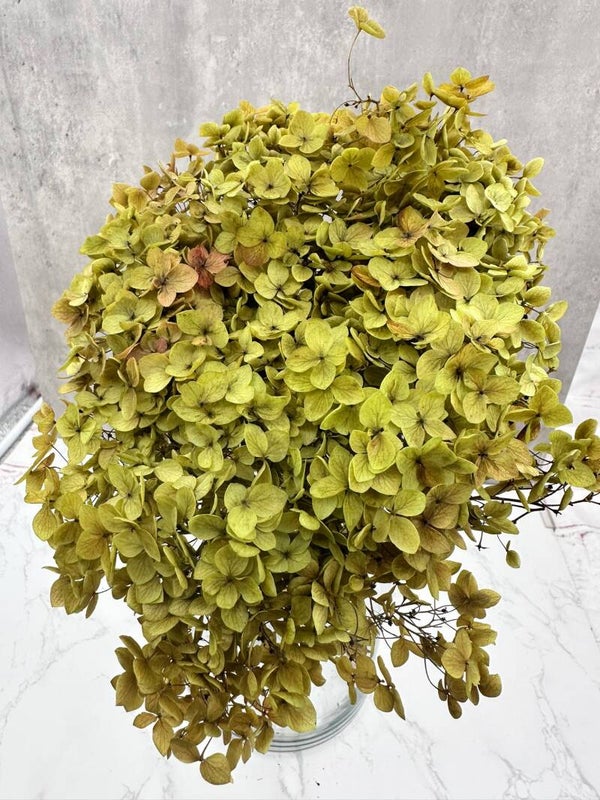Hydrangea Press Natural y Verde