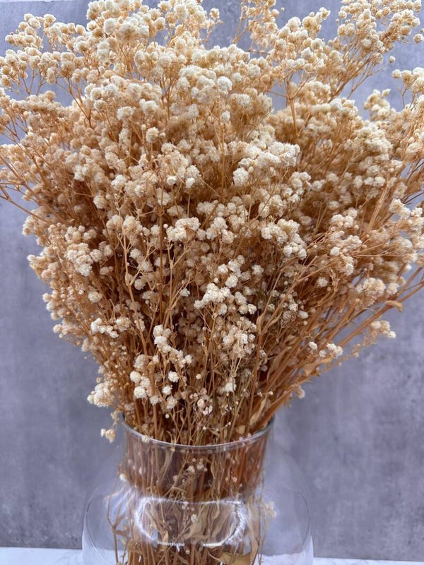 Gypsophila Natural Press