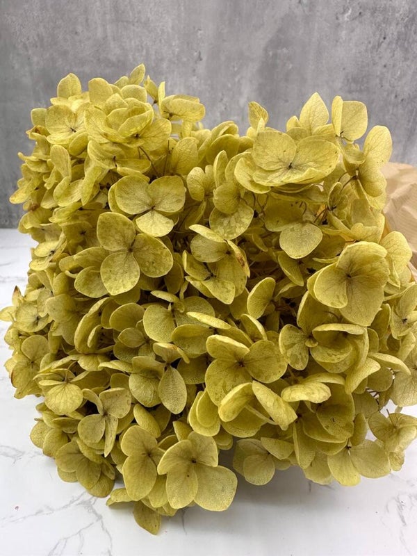 Hydrangea Cabeza Press Natural