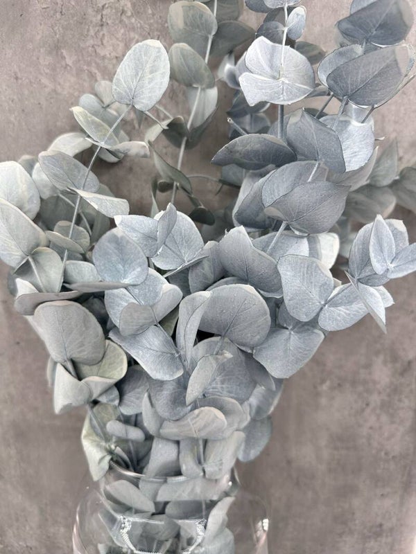 Eucalipto Cinerea Press Blanco