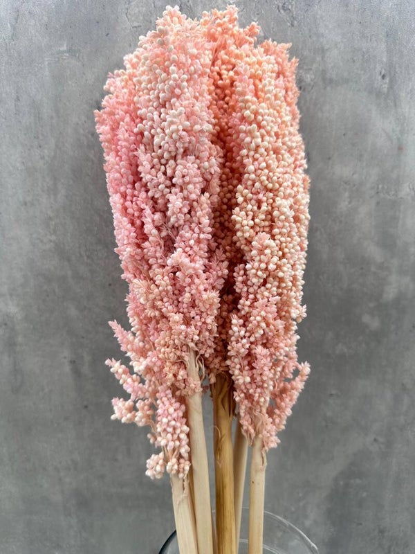 Sorghum Rosa