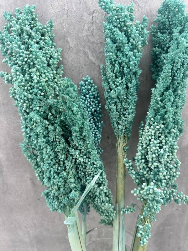 Sorghum Celeste