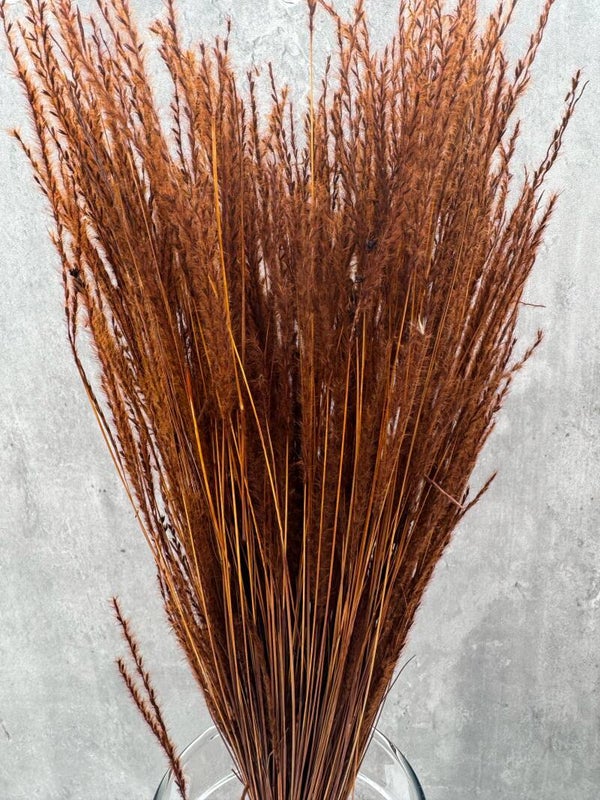 Miscanthus Press Marrón