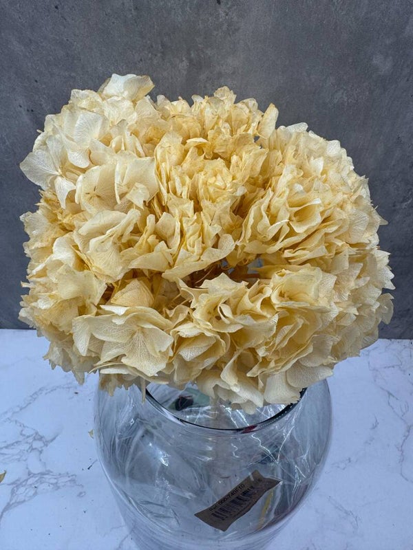 Hortensia Press Vainilla
