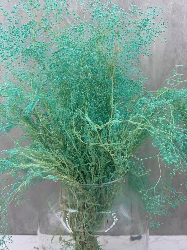 Gypsophila Mini Press Turquesa