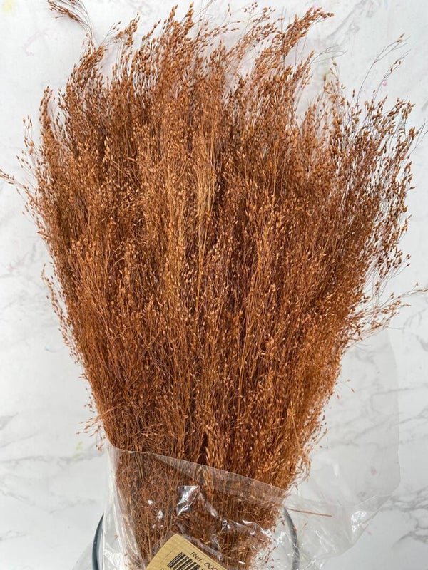 Agrostis Marrón Oscuro